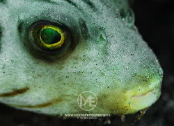 Super close-up of a lined pufferfish by Arno Enzo 